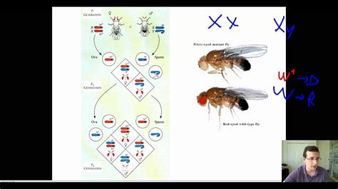 Studying Sex Linkage In Fruit Flies Youtube