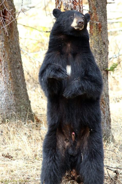 Black Bear Standing Around The World With Marty Essen