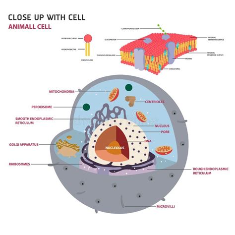 Cellula Eucariotica Illustrazione Di Stock Illustrazione Di Ribosoma