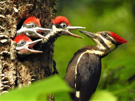 13 Types Of Woodpeckers Birders Should Know Birds And Blooms