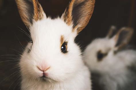 When shopping for rabbit food for sale, you will be looking for hay for rabbits to eat as well as vegetables. Do Rabbits Eat Roses and Rose Bushes?