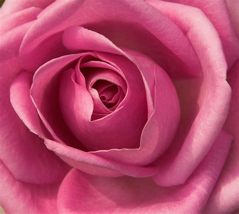 Pink Rose Free Stock Photo Freeimages