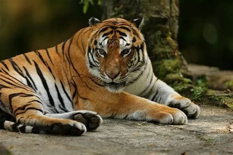 Serupa Tapi Tak Sama Ternyata Ini Perbedaan Harimau Sumatera Dan