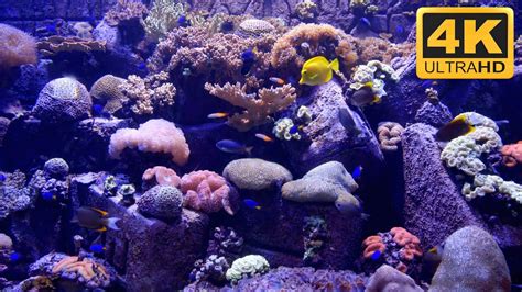 Beautiful Uhd Aquarium Screensaver And Tv Wallpaper Youtube