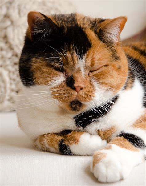 British Shorthair Calico Cat 81021 Nama Untuk Kucing Comel Lucu Dan