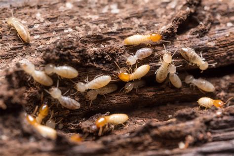 Close Up Termites Or White Ants Green Cleaning Services