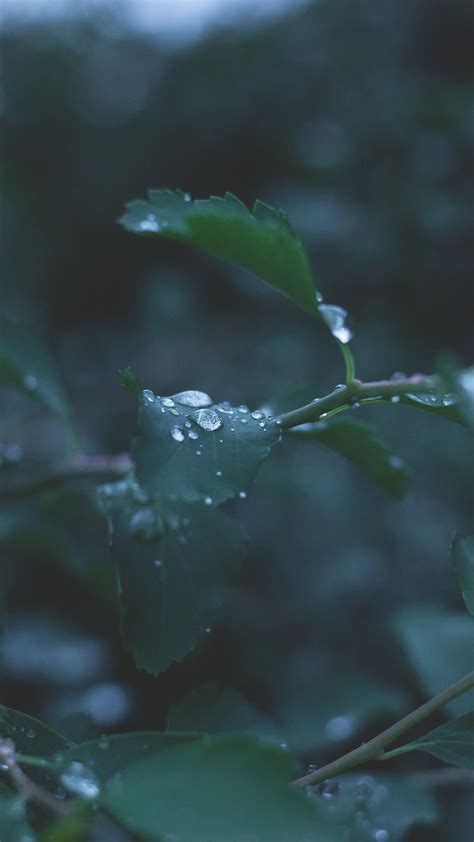 Rain Hd Android Wallpapers Wallpaper Cave