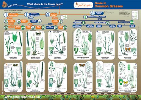 Identifying Grass Species We Built This Grass Identification Grid