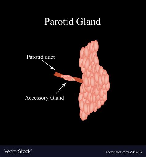 Parotid Salivary Gland Structure The Royalty Free Vector