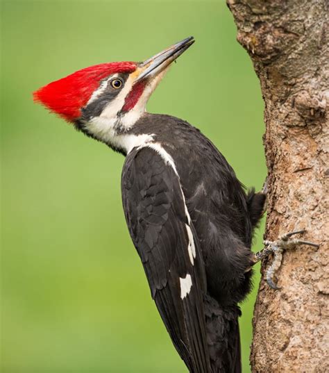 Martino Pileated Woodpeckers Make Presence Known Sports