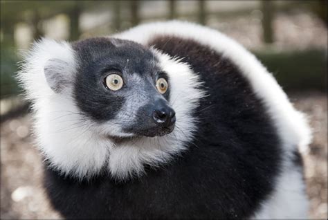 Lemur Black And White Ruffed Dudley Zoo And Castle