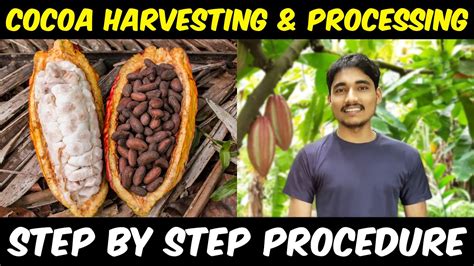 Cocoa Fruit Harvesting And Cocoa Bean Processing Cocoa Farming