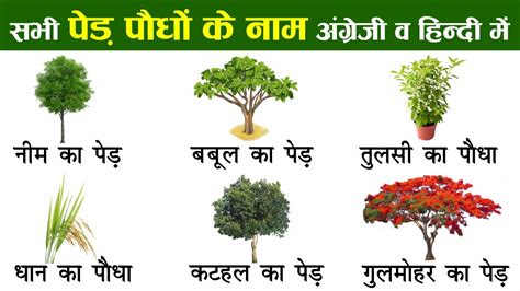 Plants And Trees Names In English And Hindi With Pictures पौधों और