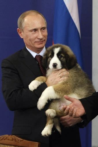 Unlike most other prime ministers, who are also elected members of the legislative body or parliament, the chairman of the government of russia. Help Choose a Name for the Prime Minister of Russia's Puppy