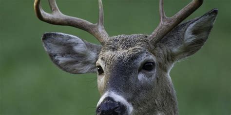 Hunter Killed By Deer In Arkansas