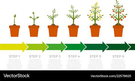 Infographic Plant Growth Stages Tree Royalty Free Vector