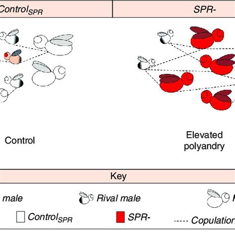 Pdf Sex Peptide Receptor Regulated Polyandry Modulates The Balance Of