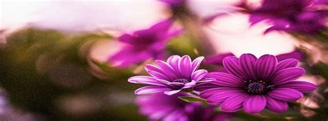 Beautiful Bokeh Cute Flower Purple Facebook Covers Facebook Covers