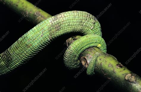Chameleons Tail Stock Image C0103148 Science Photo Library