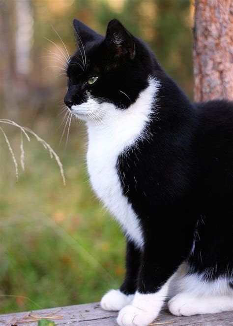 Beautiful Tuxedo Profile With Images Cute Cats And