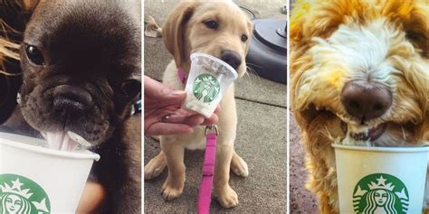 Puppuccinos Starbucks For Dogs