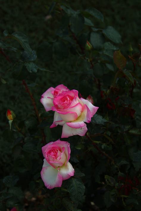 Pink Rose In Bloom During Daytime Hd Phone Wallpaper Peakpx