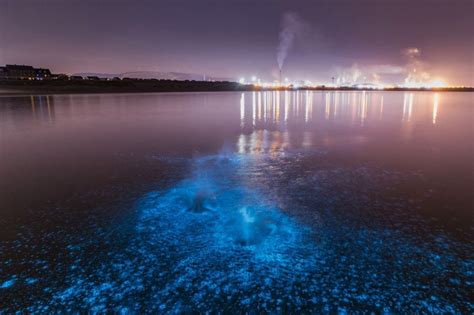 Photos Capture Rare Bioluminescent Plankton Caused By Hot Weather In