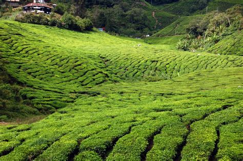 It is a district located in the western region of malaysia, pahang. Cameron Highlands | Alle tips, reviews en reizen vind je ...