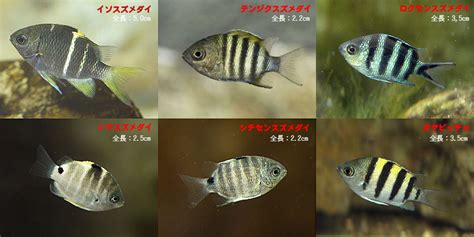 スズメダイ科幼魚6種の比較