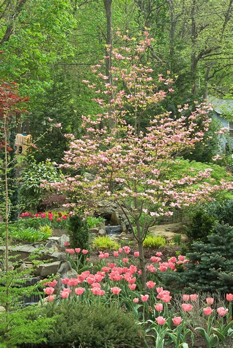 Its bright pink blooms will lend a. Japanese Dogwood Tree Pink