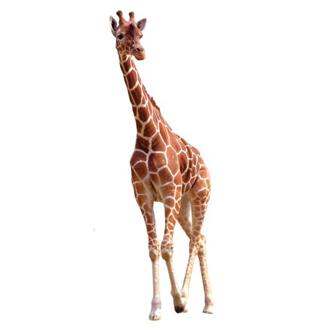 Download Giraffe African Png Image High Quality Hq Png Image Freepngimg