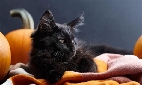 ¿por Qué Los Gatos Negros Son Un Símbolo De Halloween