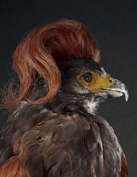 Funny Portraits Of Birds With Luscious Heads Of Hair