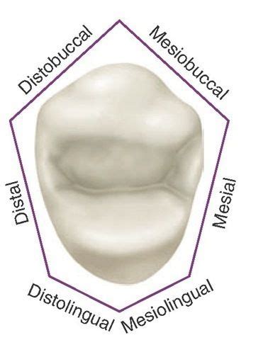 An Image Of A Dental Model With The Words Distountical Mesoul And Facial
