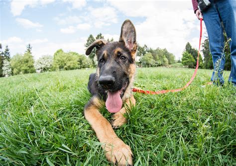 5 Tips To Prevent Your German Shepherd From Pulling On A Leash