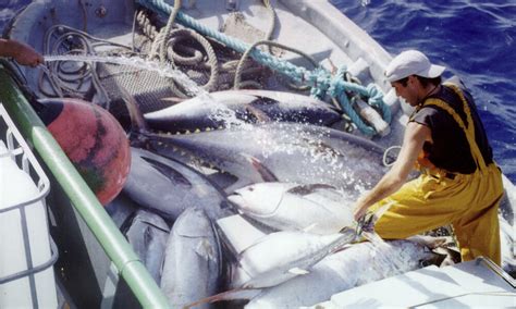 Tuna Species Wwf