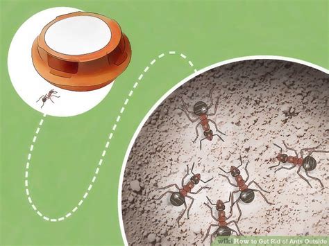 Check spelling or type a new query. 5 Ways to Get Rid of Ants Outside - wikiHow