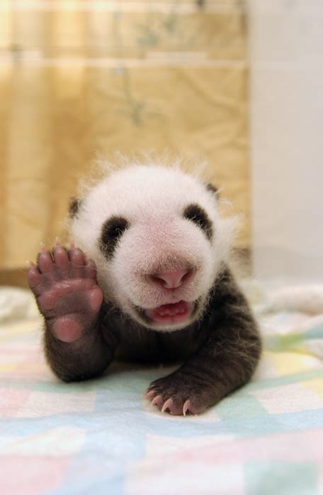 Happy Baby Panda Eyebleach