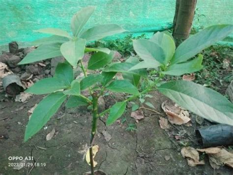 Full Sun Exposure Green Normal Grafted Butter Fruit Avocado Plant At