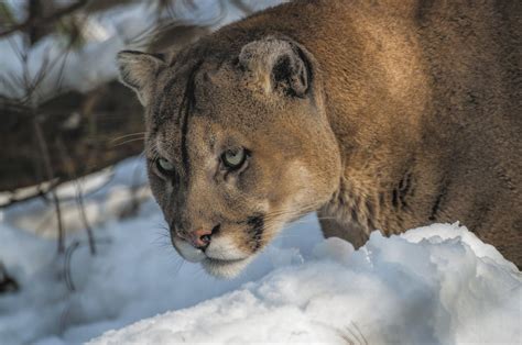 Canadian Cougar