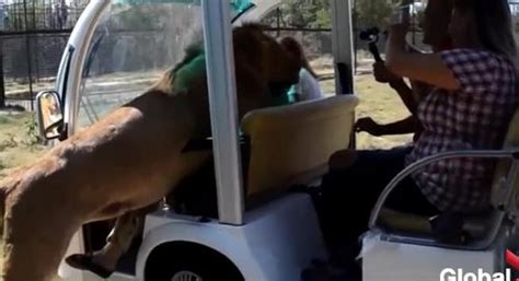 Lion Leaps Into Safari Truck Completely Full Of Tourists