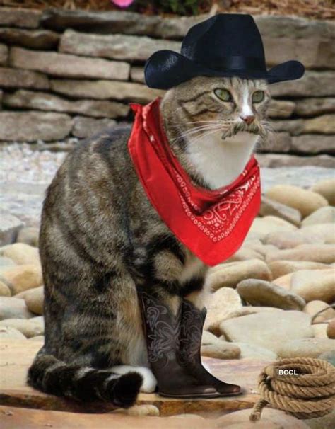 Shop for cowboy hats in party wear & accessories. Cowboy cat with a hat - Photogallery