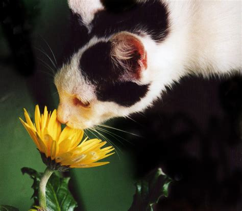 Cat Smelling Flower Photograph By Larah Mcelroy Fine Art America