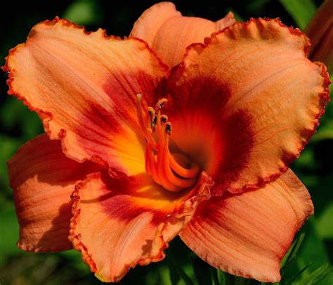 Daylily Hd Wallpapers Backgrounds