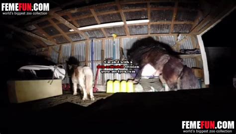 Bitch Fucks A Horse On A Hidden Cam Enjoying Horse Sex To The Fullest