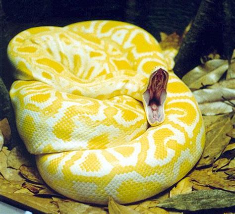 Amazing World The Worlds Most Colorful Snakes