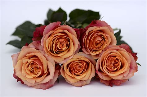 Maybe you would like to learn more about one of these? Helene Kristiansen: Wholesale Florist San Diego Ca ...