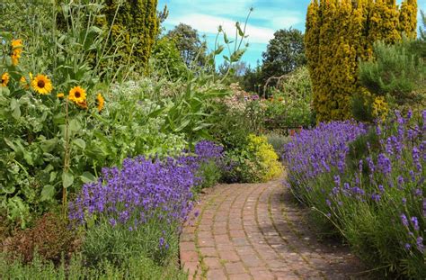 Sie benötigt viel sonne und einen trockenen, kalkhaltigen und sandigen boden. Lavendel - Gartenweg - Franks kleiner Garten - Willkommen ...