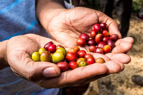 Ethiopian Forest Coffee Partnerships For Forests