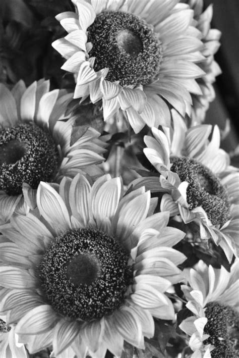 For this post, we've collected 12 beautiful sunflower wallpapers for you, just click on the wallpaper you choose, download tags: real-dreamed-longed4 | Sunflower black and white, Black and white wall art, Sunflower wallpaper